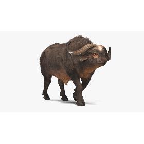 3D African Buffalo Walking Pose with Fur